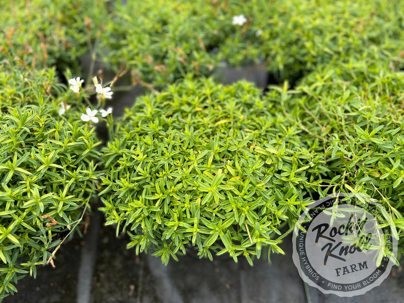Dianthus deltoides 'Confetti White' plant from Rocky Knoll Farm