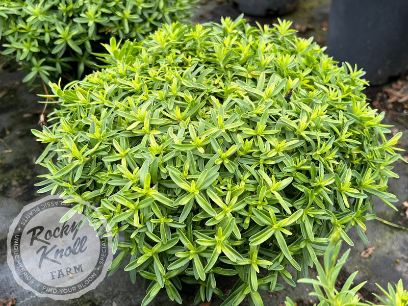 Dianthus deltoides 'Confetti White' plant from Rocky Knoll Farm