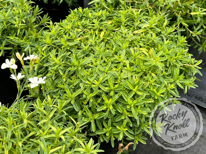 Dianthus deltoides 'Confetti White' plant from Rocky Knoll Farm