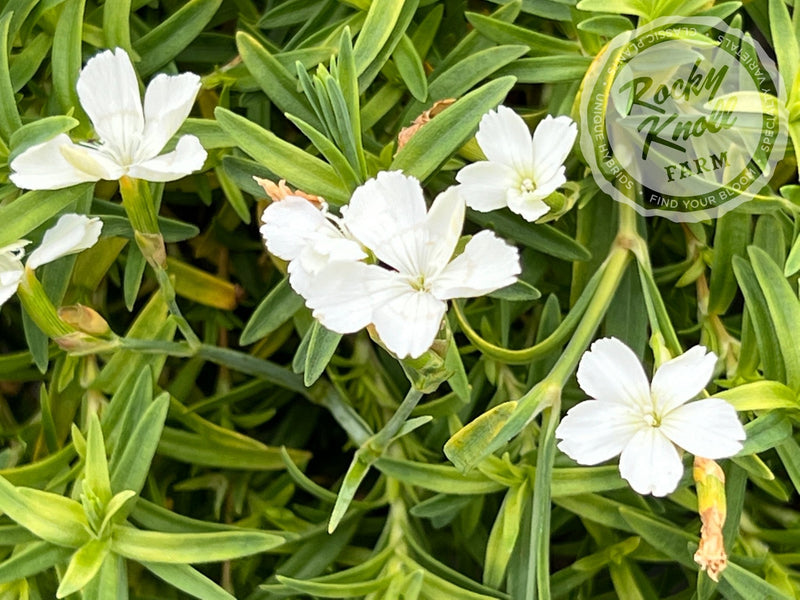 Dianthus deltoides 'Confetti White' plant from Rocky Knoll Farm