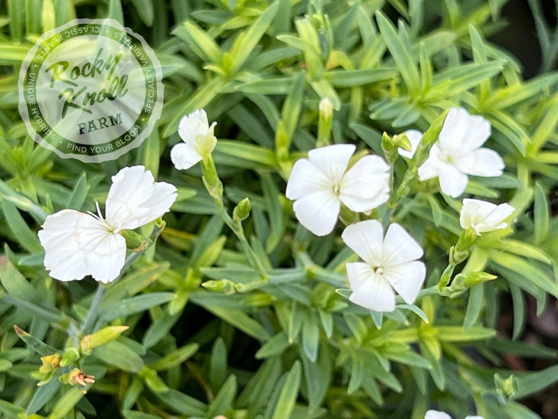 Dianthus deltoides 'Confetti White' plant from Rocky Knoll Farm