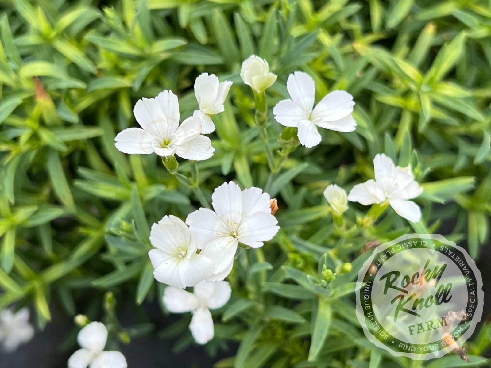 Dianthus deltoides 