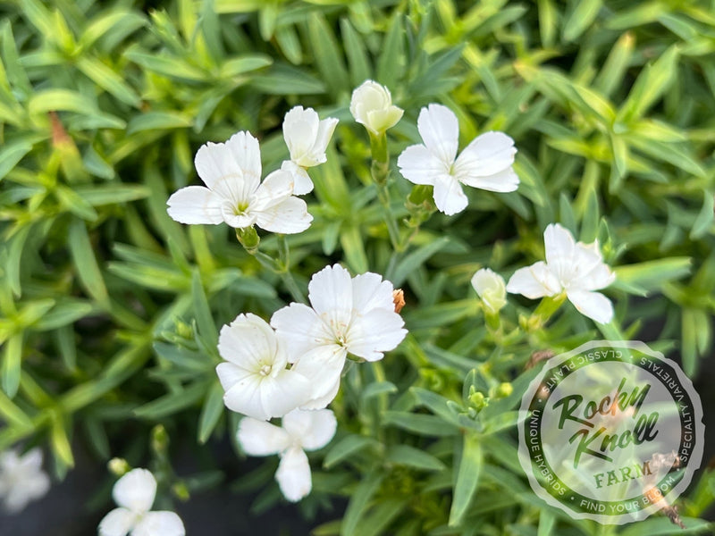 Dianthus deltoides 'Confetti White' plant from Rocky Knoll Farm