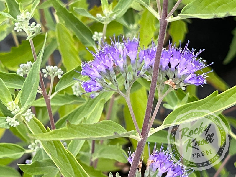 Caryopteris 'Blue Mist' (Bluebeard) plant from Rocky Knoll Farm