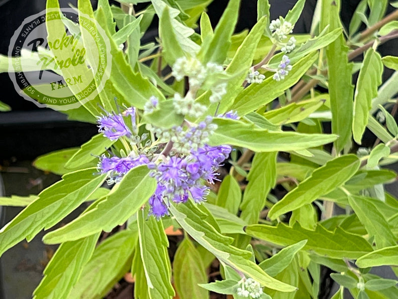 Caryopteris 'Blue Mist' (Bluebeard) plant from Rocky Knoll Farm