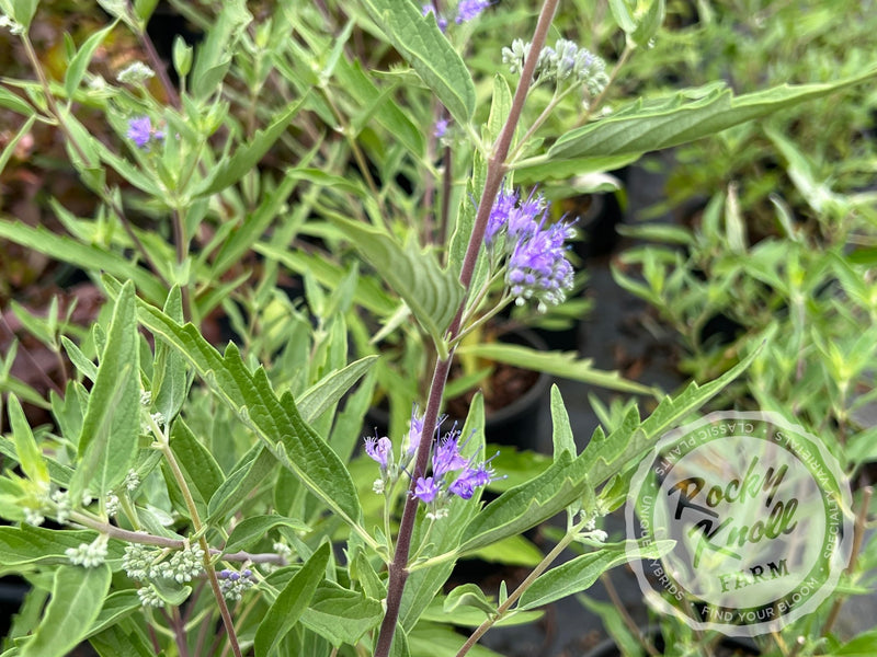 Caryopteris 'Blue Mist' (Bluebeard) plant from Rocky Knoll Farm
