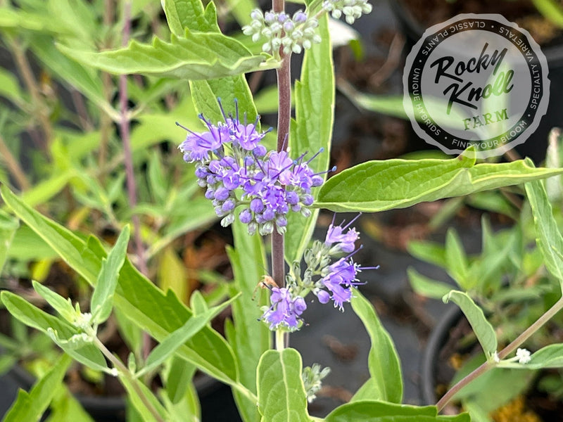 Caryopteris 'Blue Mist' (Bluebeard) plant from Rocky Knoll Farm