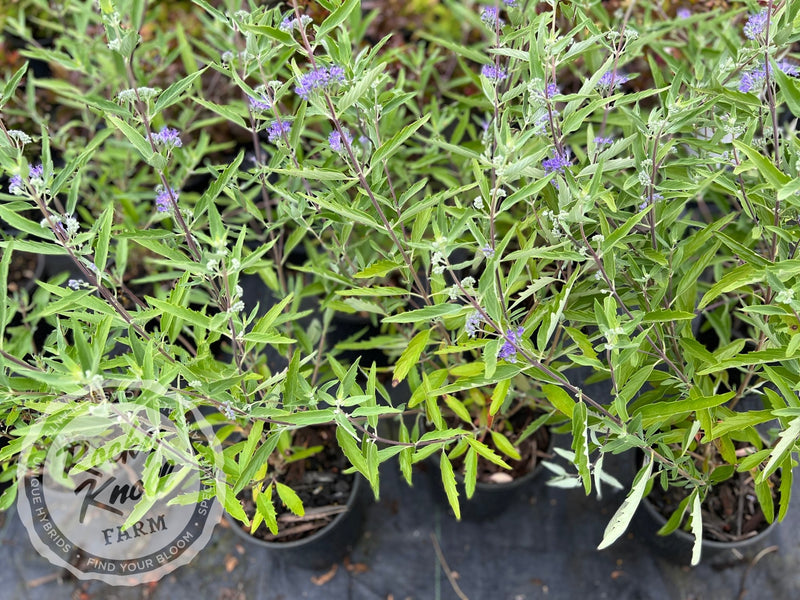 Caryopteris 'Blue Mist' (Bluebeard) plant from Rocky Knoll Farm
