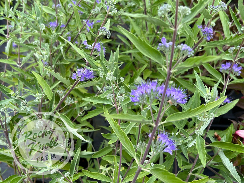 Caryopteris 'Blue Mist' (Bluebeard) plant from Rocky Knoll Farm