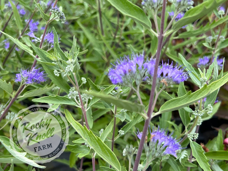 Caryopteris 'Blue Mist' (Bluebeard) plant from Rocky Knoll Farm