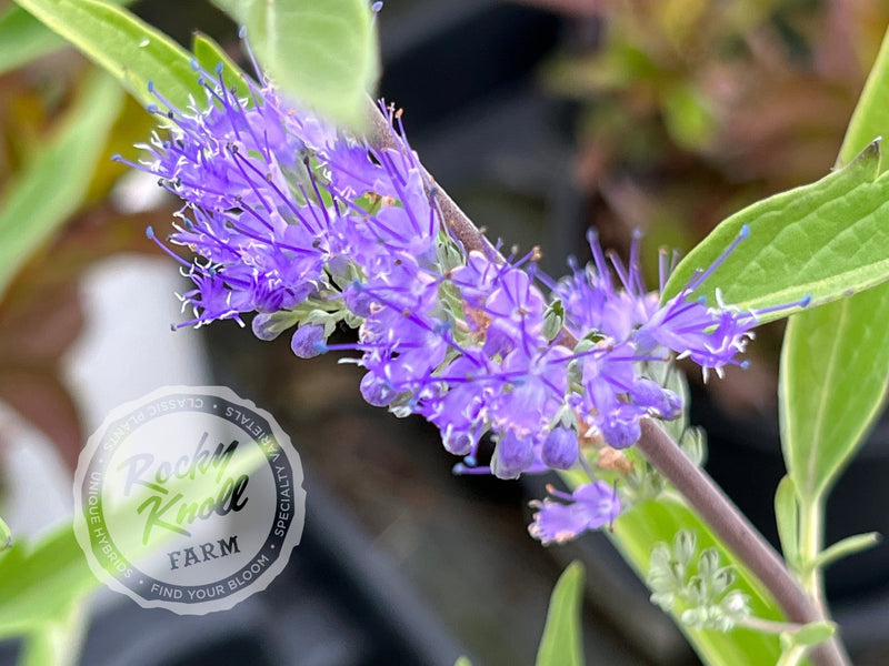 Caryopteris 'Blue Mist' (Bluebeard) plant from Rocky Knoll Farm