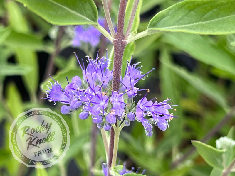 Caryopteris 'Blue Mist' (Bluebeard) plant from Rocky Knoll Farm