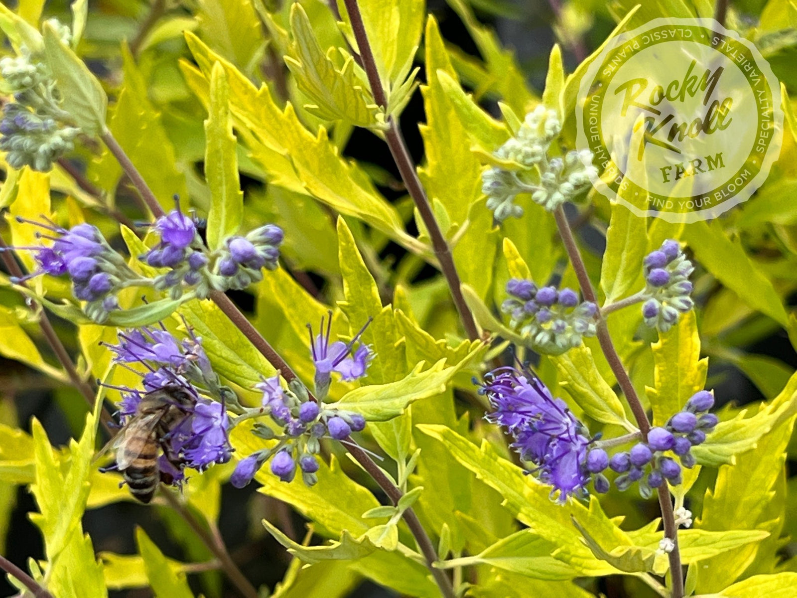 Caryopteris 'Worcester Gold' (Bluebeard) - Rocky Knoll Farm