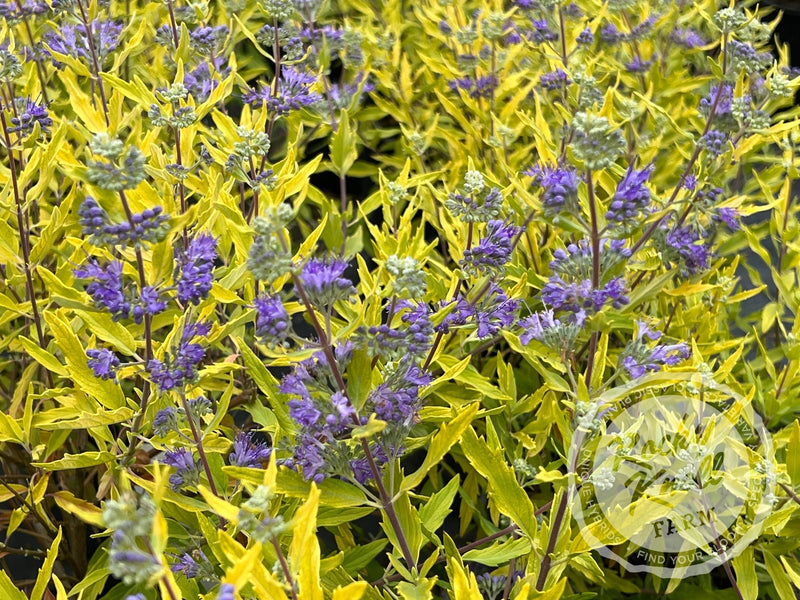 Caryopteris 'Worcester Gold' (Bluebeard) plant from Rocky Knoll Farm