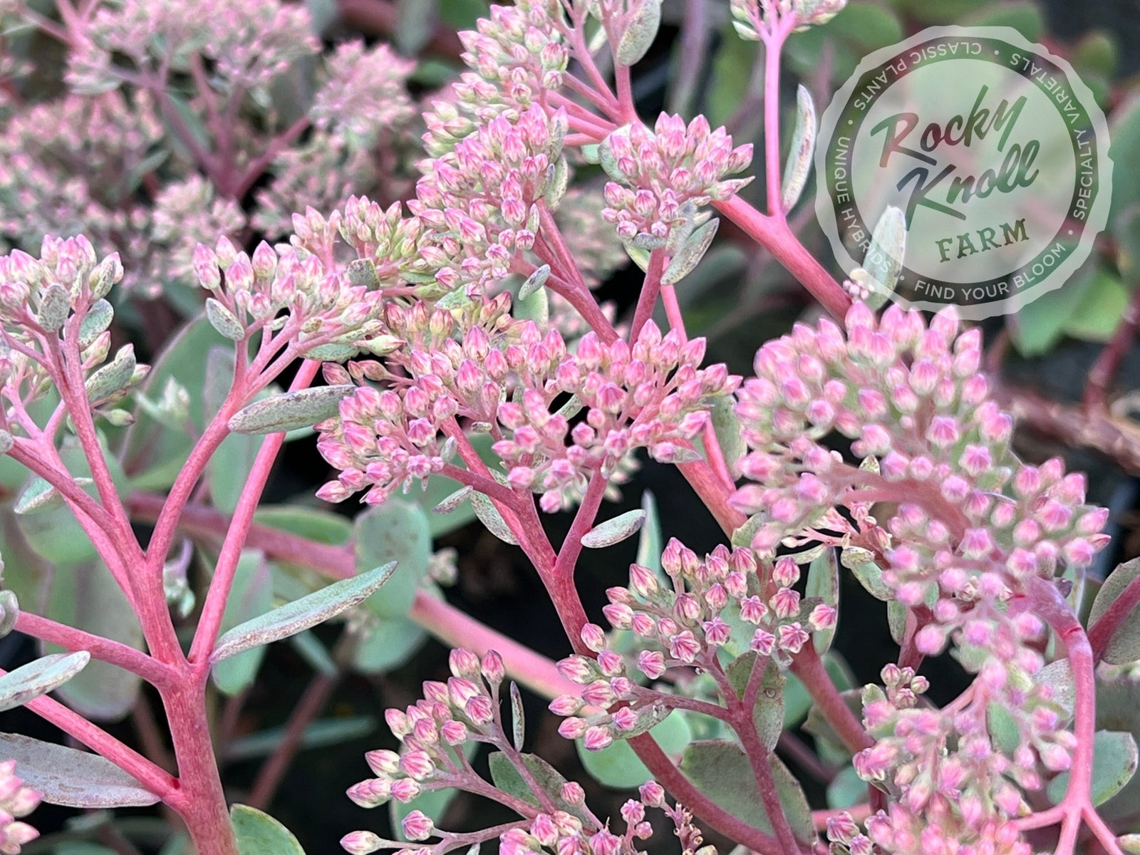 sedum versadense pink succulent Sedum Vera Jameson