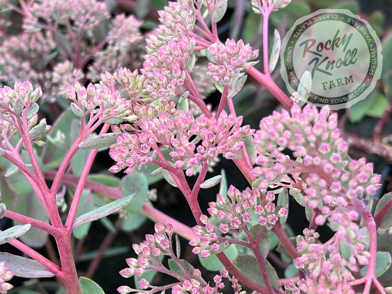 Sedum Vera Jameson plant from Rocky Knoll Farm