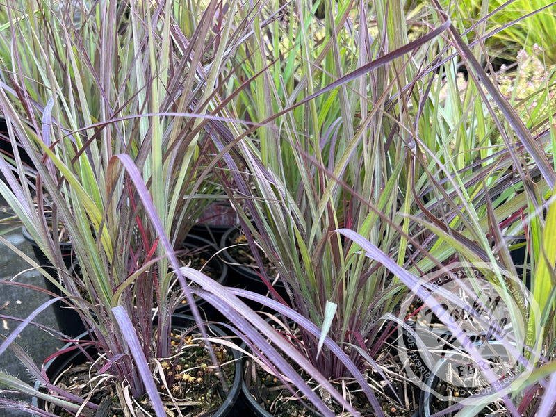 Holy Smoke - Andropogon gerardii plant from Rocky Knoll Farm