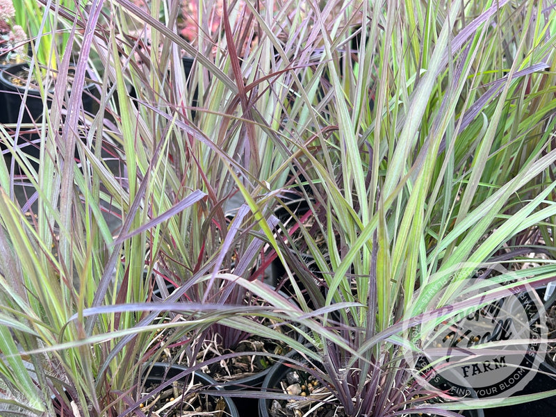 Holy Smoke - Andropogon gerardii plant from Rocky Knoll Farm