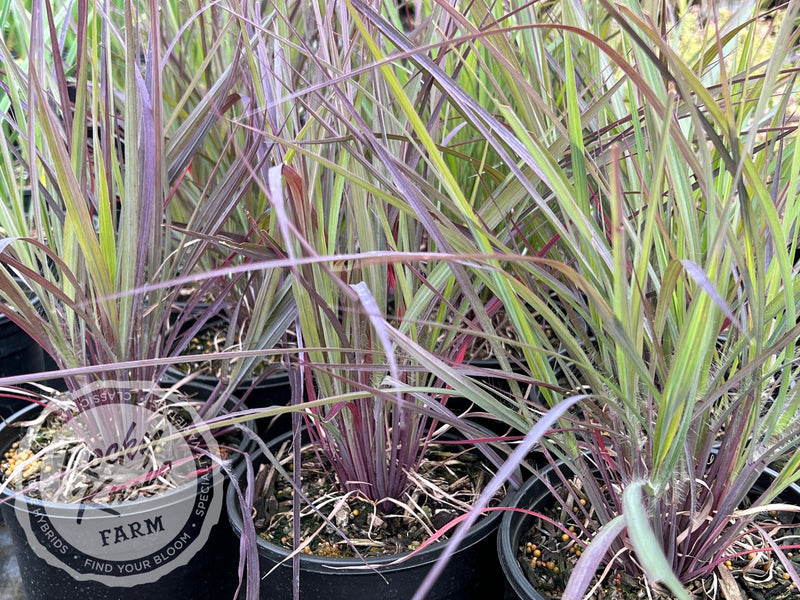 Holy Smoke - Andropogon gerardii plant from Rocky Knoll Farm