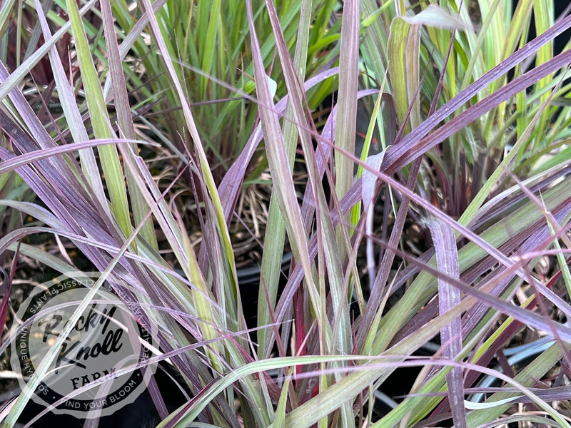 Holy Smoke - Andropogon gerardii plant from Rocky Knoll Farm