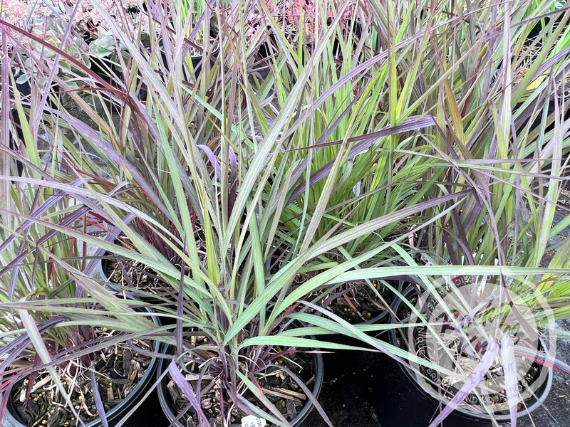 Holy Smoke - Andropogon gerardii plant from Rocky Knoll Farm