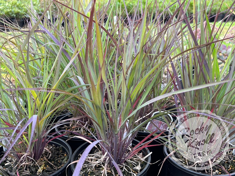 Holy Smoke - Andropogon gerardii plant from Rocky Knoll Farm