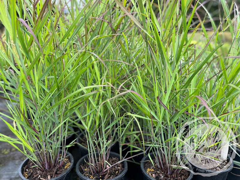 Panicum virgatum 'Shenandoah' Red Switchgrass plant from Rocky Knoll Farm