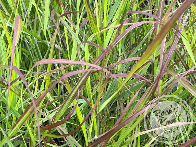 Panicum virgatum 'Shenandoah' Red Switchgrass plant from Rocky Knoll Farm