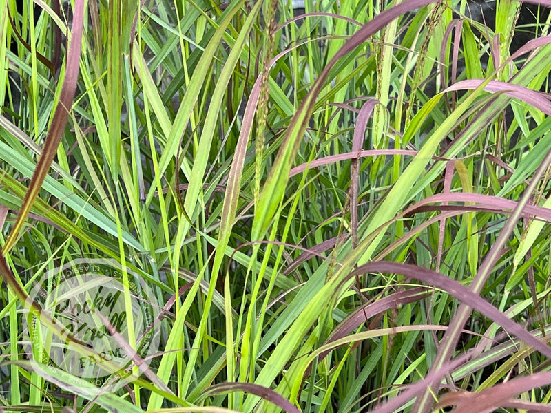 Panicum virgatum 'Shenandoah' Red Switchgrass plant from Rocky Knoll Farm
