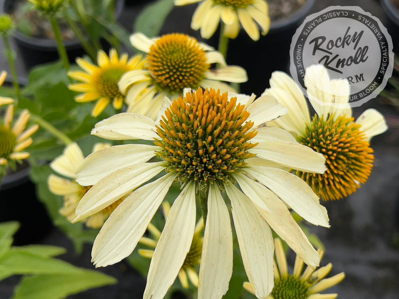 Echinacea 'Mellow Yellows' (Coneflower) plant from Rocky Knoll Farm