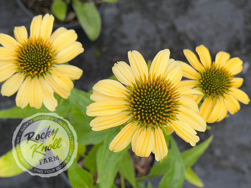 Echinacea 'Mellow Yellows' (Coneflower) plant from Rocky Knoll Farm