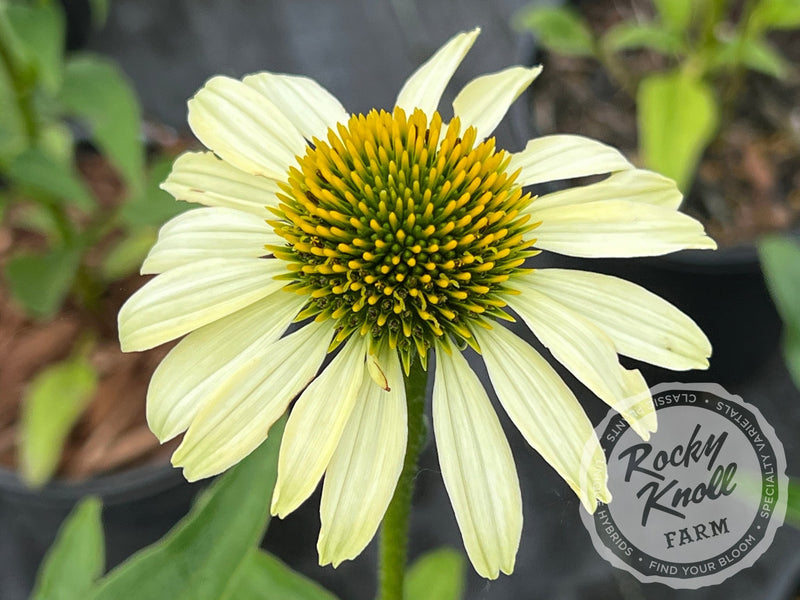 Echinacea 'Mellow Yellows' (Coneflower) plant from Rocky Knoll Farm