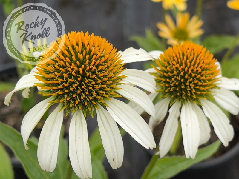 Echinacea 'Mellow Yellows' (Coneflower) plant from Rocky Knoll Farm