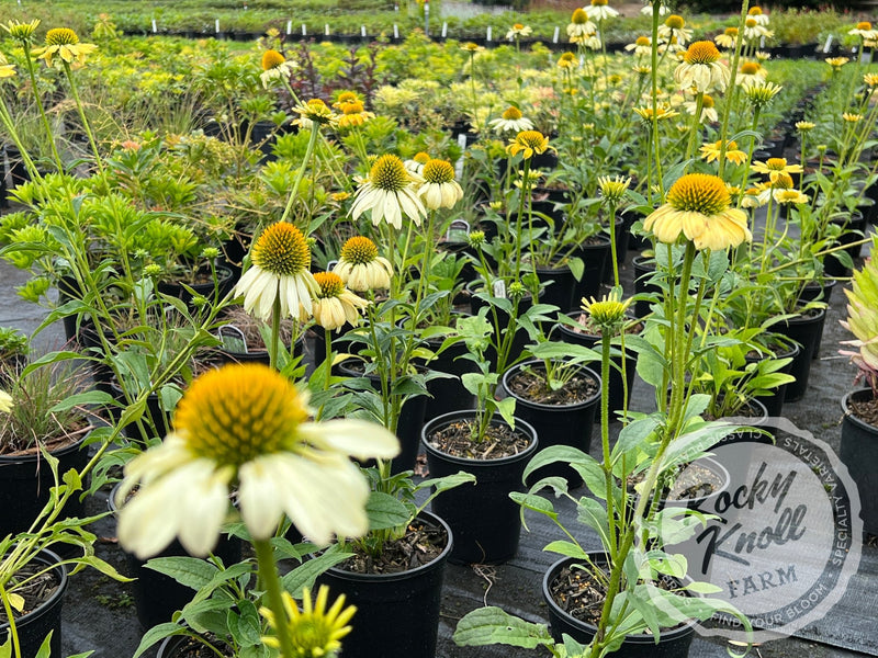 Echinacea 'Mellow Yellows' (Coneflower) plant from Rocky Knoll Farm