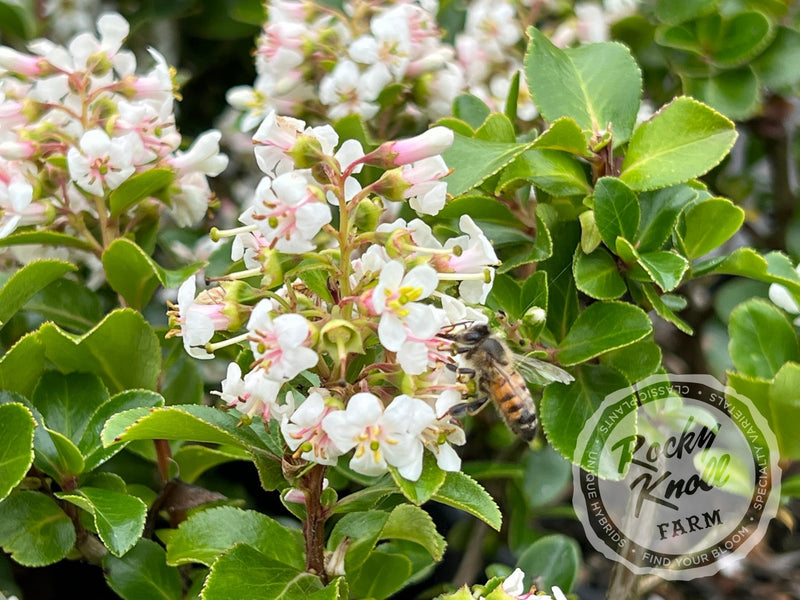 Escallonia Iveyi 'White Escallonia' plant from Rocky Knoll Farm