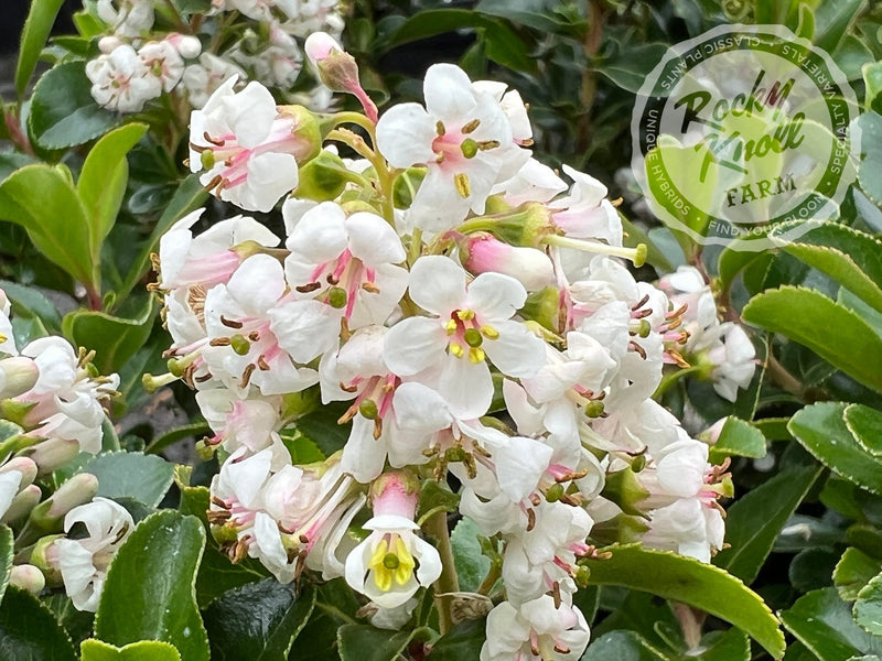 Escallonia Iveyi 'White Escallonia' plant from Rocky Knoll Farm
