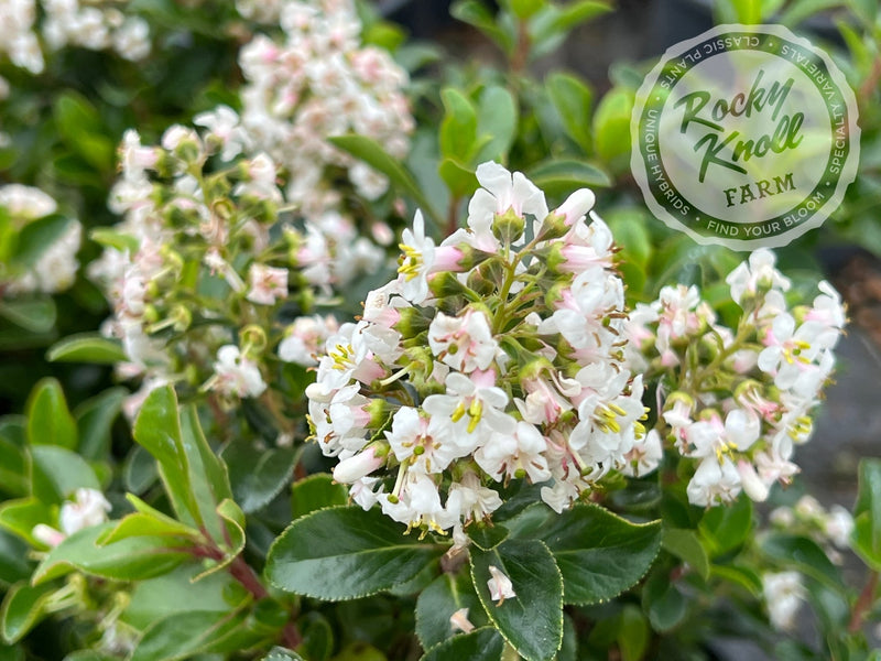 Escallonia Iveyi 'White Escallonia' plant from Rocky Knoll Farm