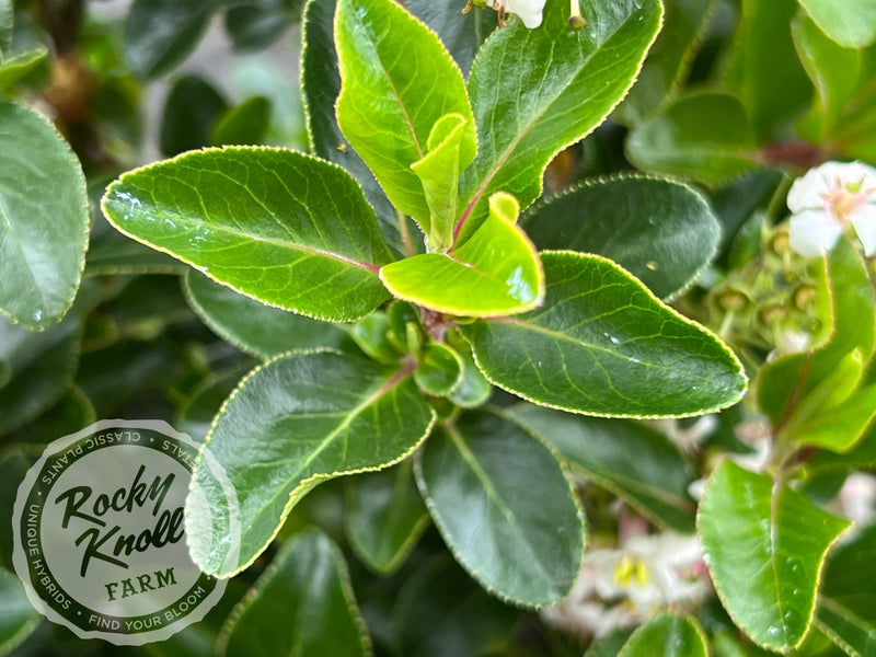 Escallonia Iveyi 'White Escallonia' plant from Rocky Knoll Farm