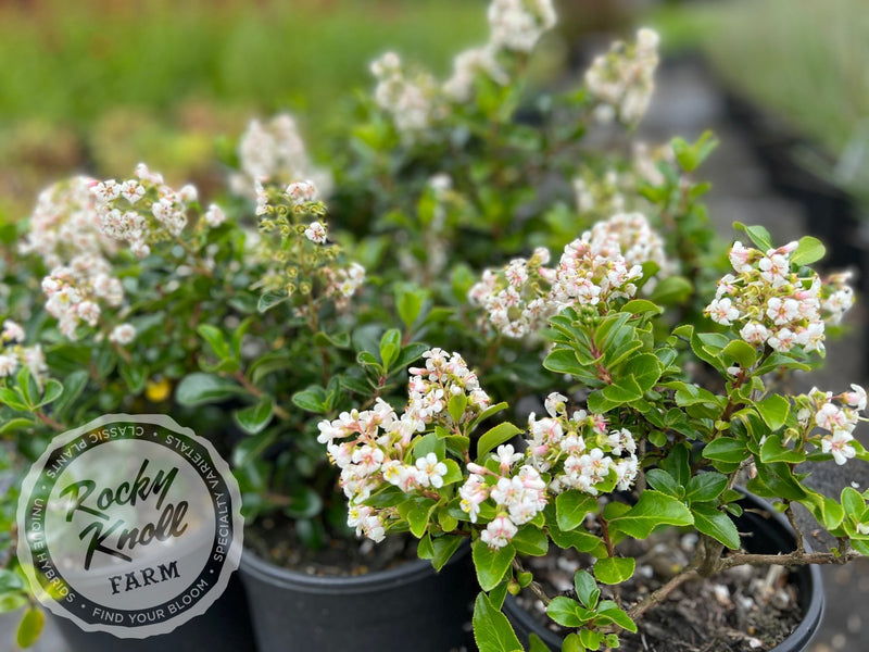 Escallonia Iveyi 'White Escallonia' plant from Rocky Knoll Farm
