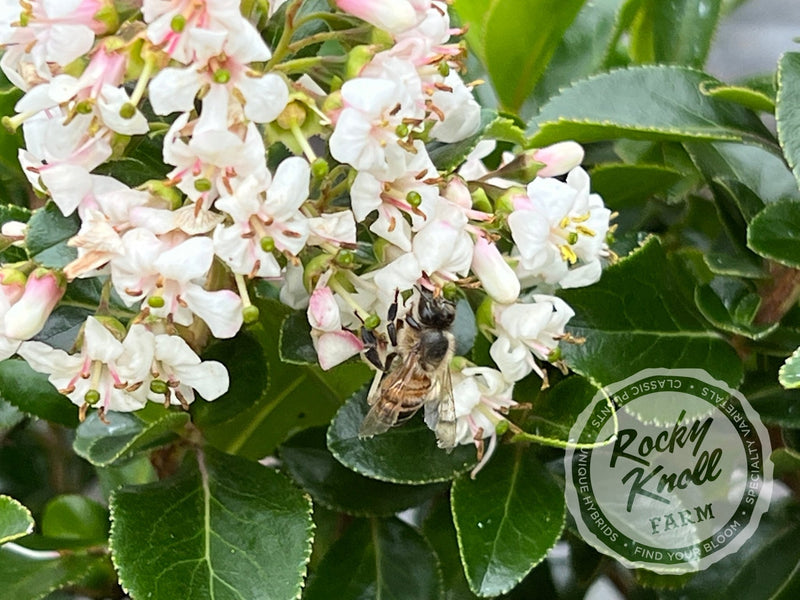 Escallonia Iveyi 'White Escallonia' plant from Rocky Knoll Farm
