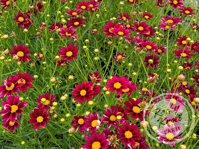 Coreopsis Big Bang Mercury Rising tickseed plant from Rocky Knoll Farm