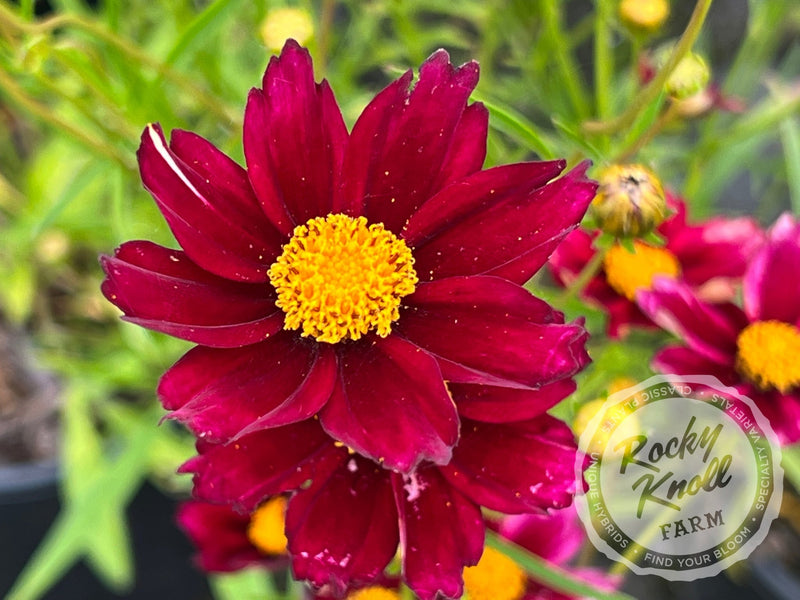 Coreopsis Big Bang Mercury Rising tickseed plant from Rocky Knoll Farm