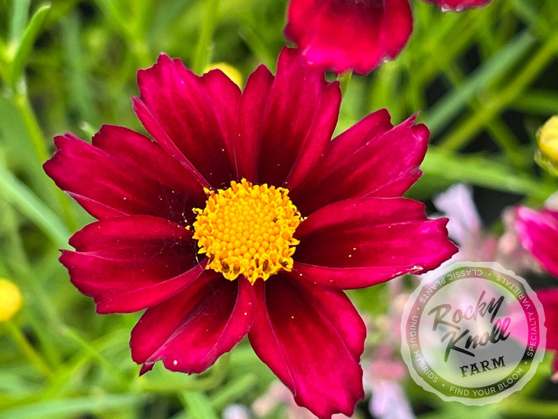 Coreopsis Big Bang Mercury Rising tickseed plant from Rocky Knoll Farm