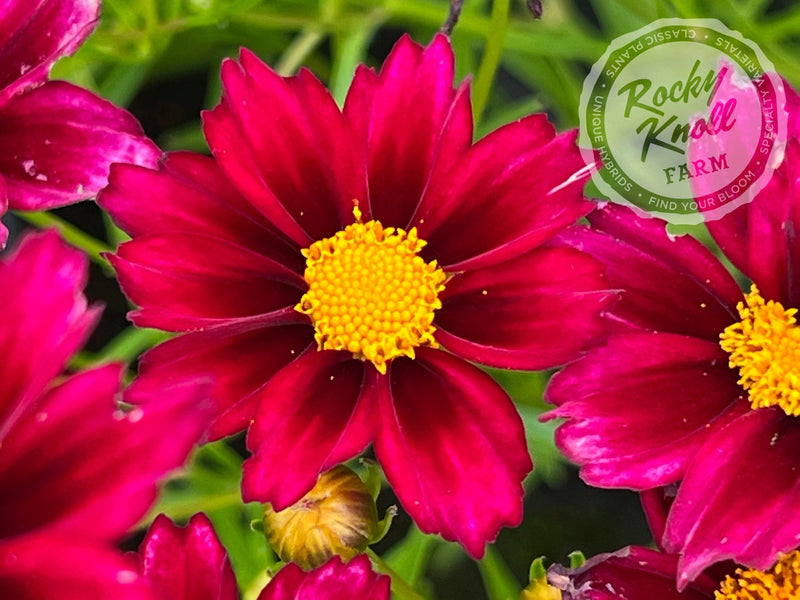 Coreopsis Big Bang Mercury Rising tickseed plant from Rocky Knoll Farm