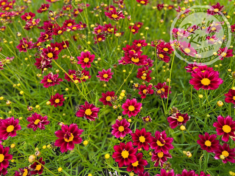 Coreopsis Big Bang Mercury Rising tickseed plant from Rocky Knoll Farm