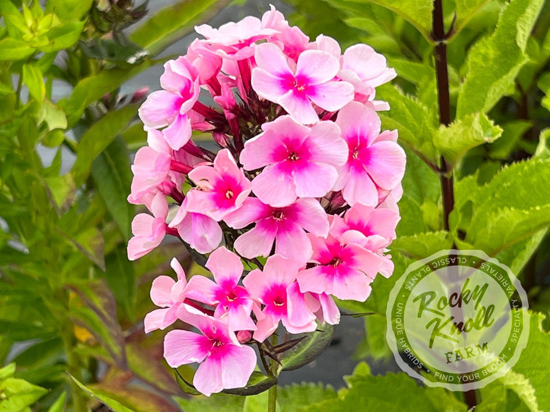 Phlox paniculata 'Bright Eyes' plant from Rocky Knoll Farm
