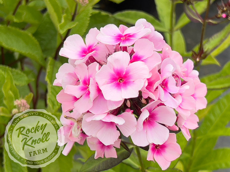Phlox paniculata 'Bright Eyes' plant from Rocky Knoll Farm