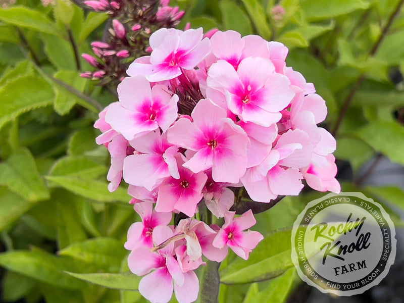 Phlox paniculata 'Bright Eyes' plant from Rocky Knoll Farm