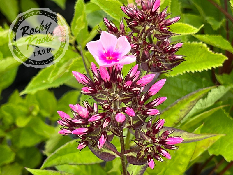 Phlox paniculata 'Bright Eyes' plant from Rocky Knoll Farm