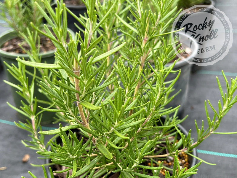 Tuscan Blue Rosemary plant from Rocky Knoll Farm